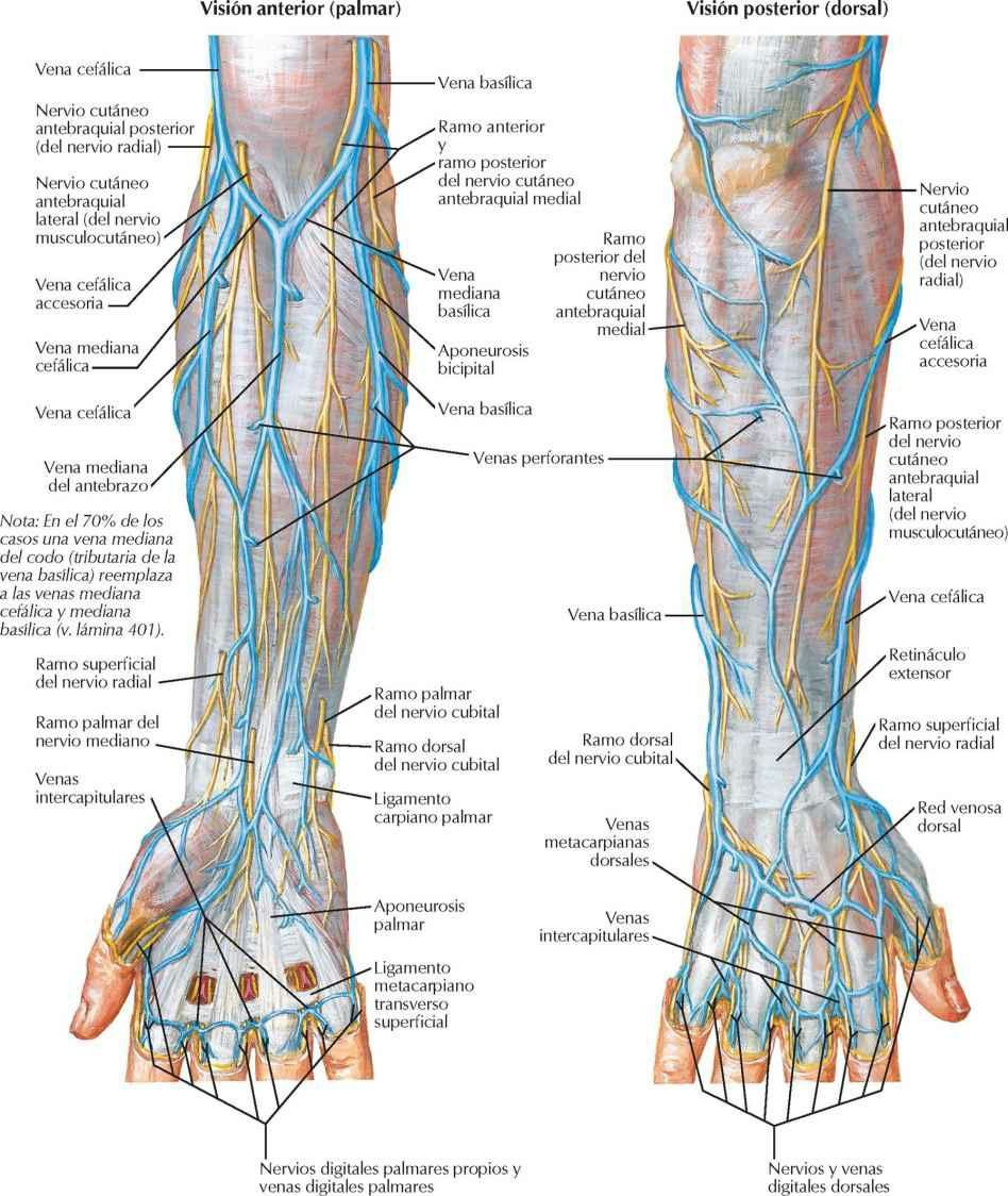 Nervios cutáneos y venas superficiales del antebrazo y mano