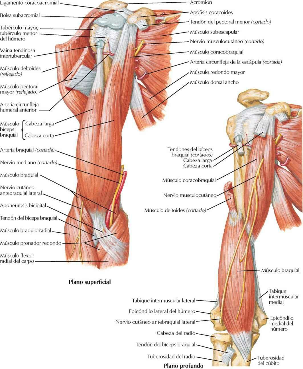 Músculos del brazo: visiones anteriores