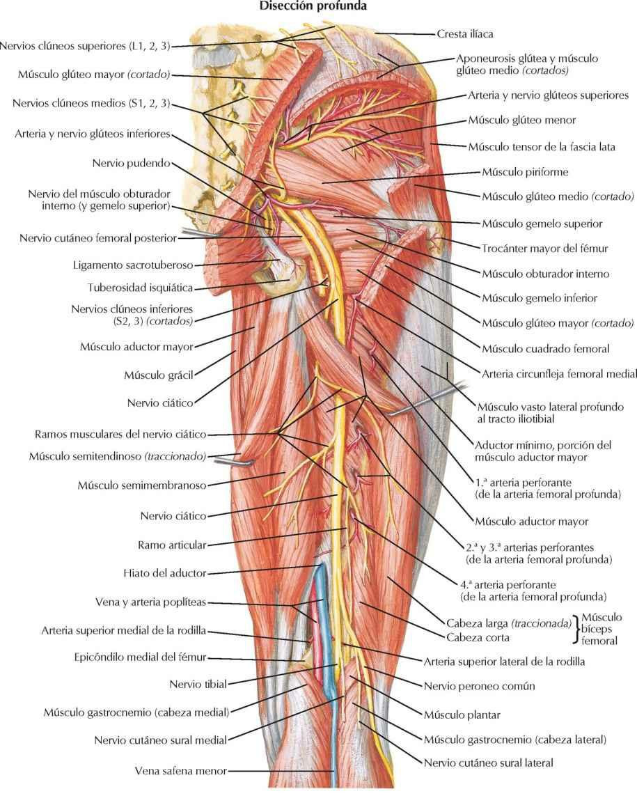 Arterias y nervios del muslo: visión posterior