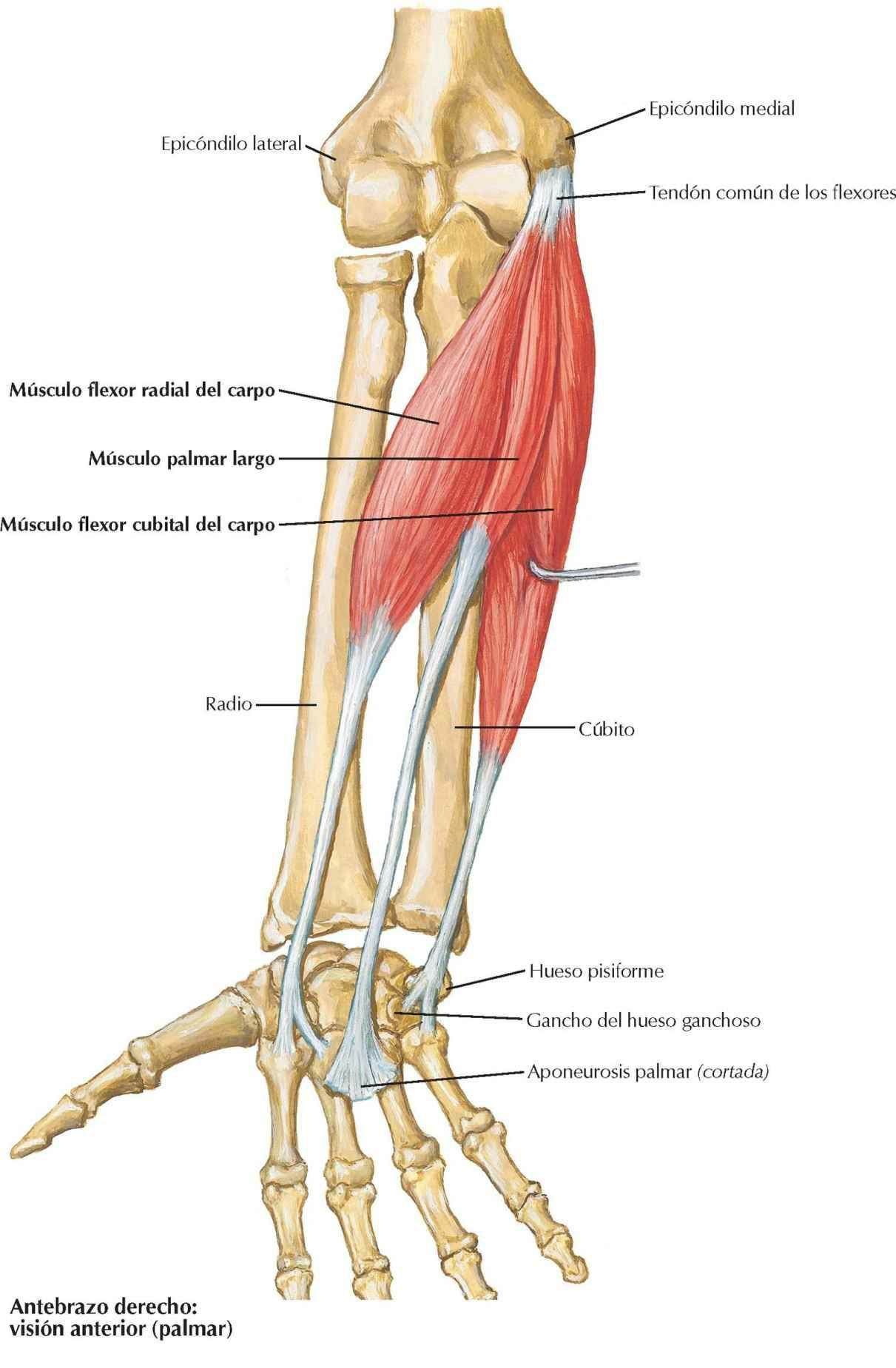 Músculos individualizados del antebrazo: flexores del carpo