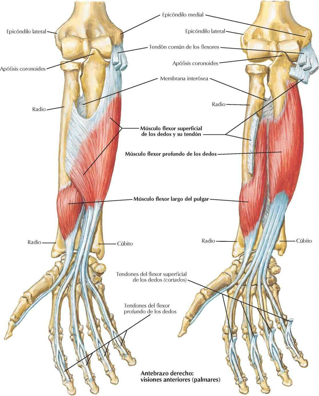 Músculos individualizados del antebrazo: flexores de los dedos