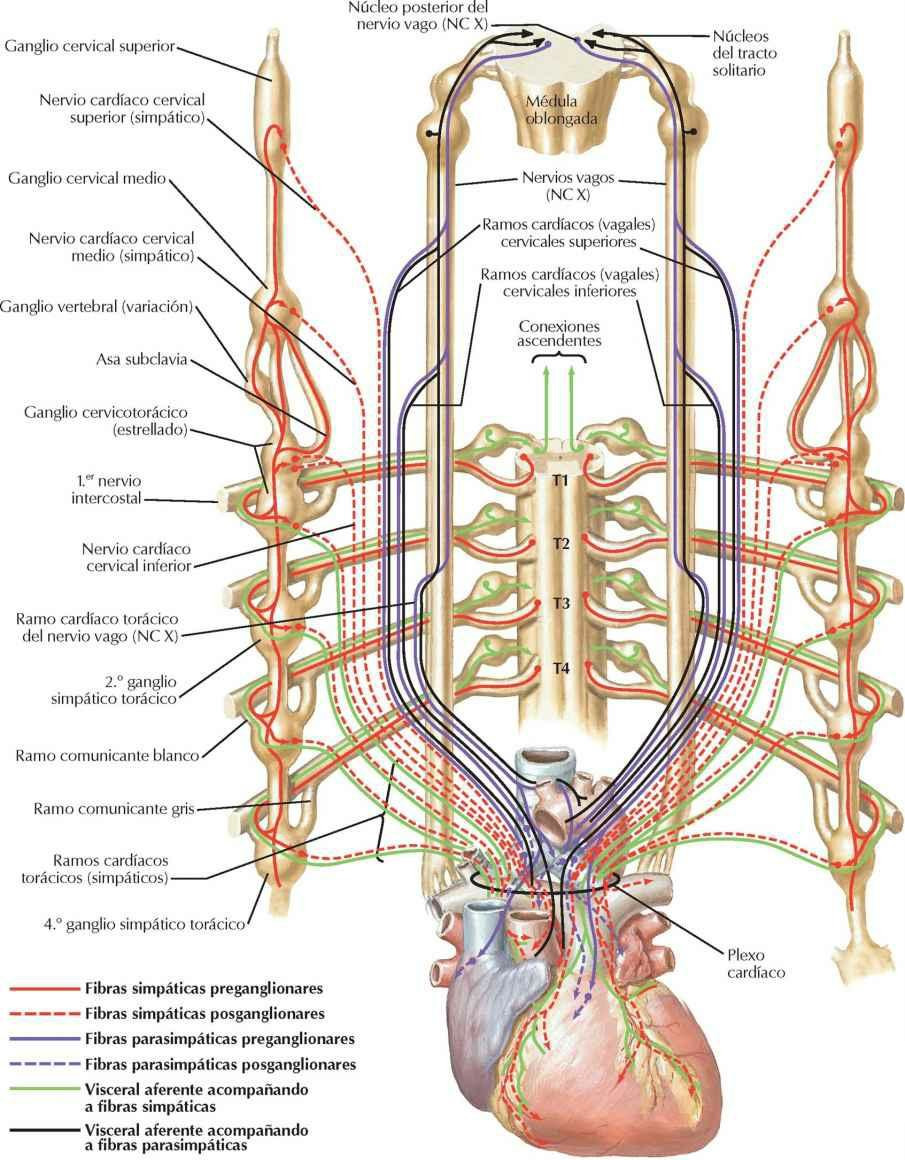 Anatomia Corazon Inervacion By Jorge Luis Duque Valencia Issuu Vrogue