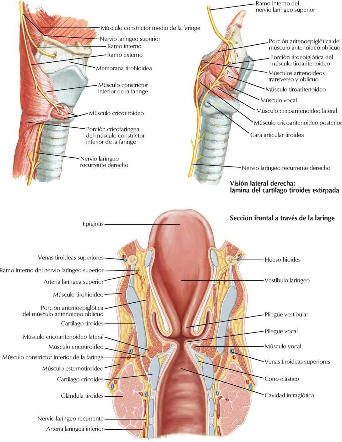 Nervios y sección frontal de la laringe.