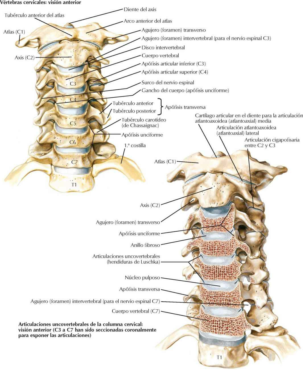 Vértebras cervicales: articulaciones
uncovertebrales.