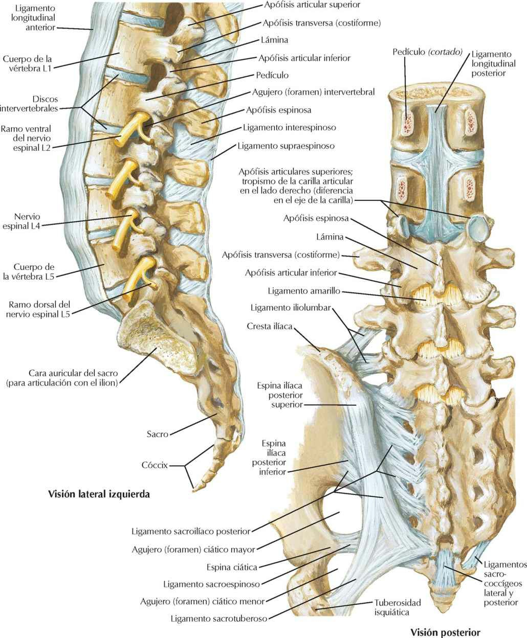 Ligamentos vertebrales: región
lumbosacra