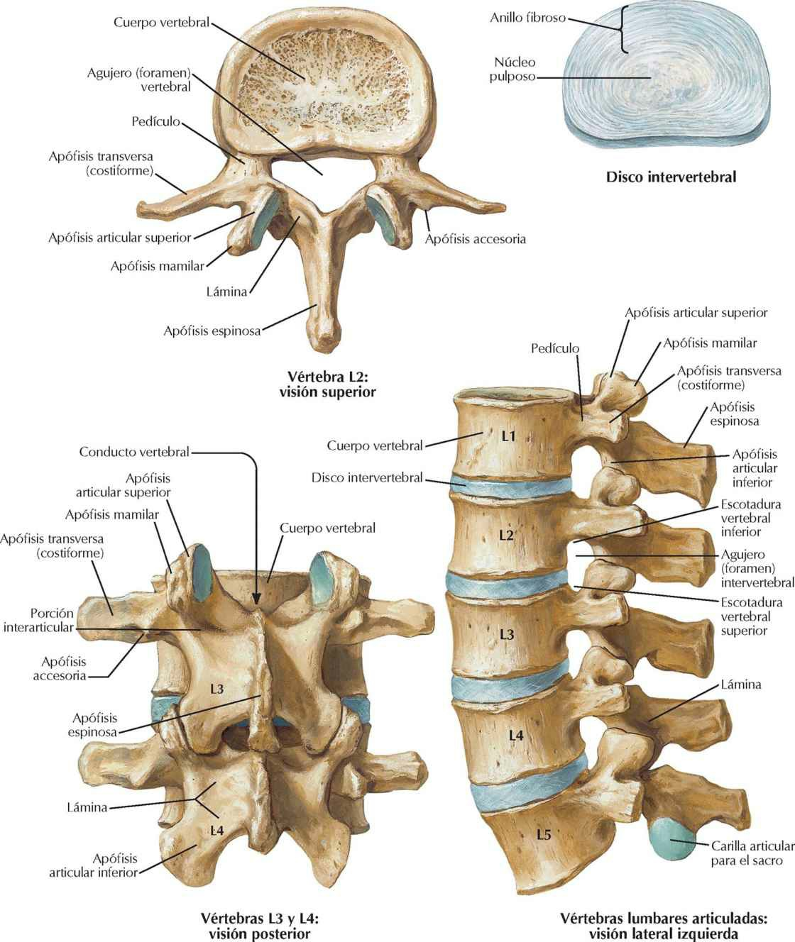 Vértebras lumbares
