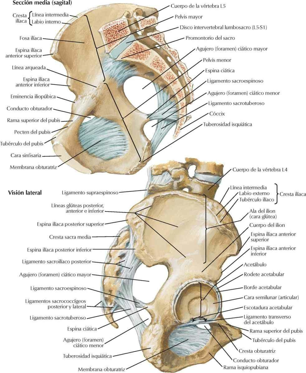 Huesos y ligamentos de la pelvis (y 2)