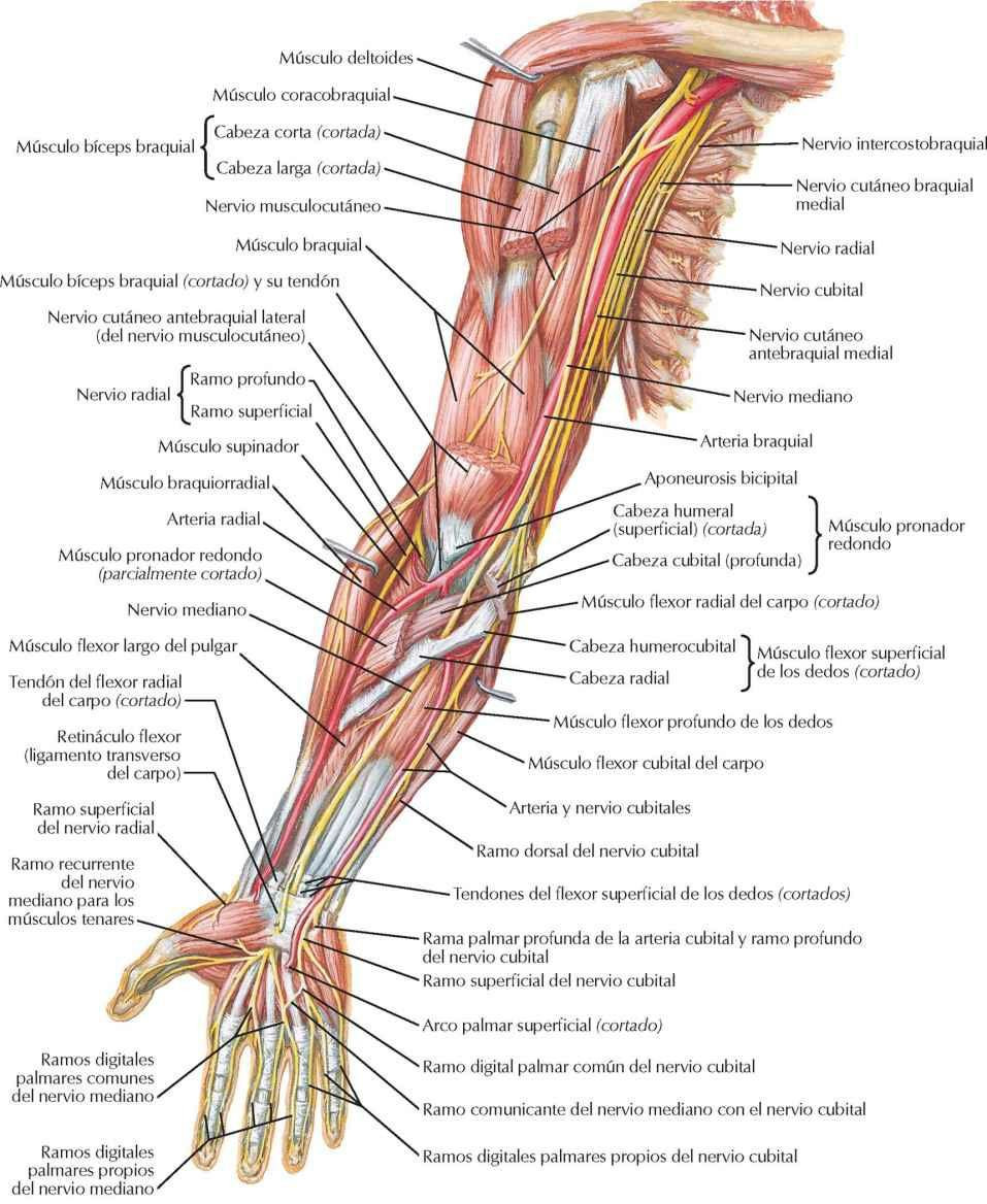 Arterias y nervios del miembro superior: visión anterior
