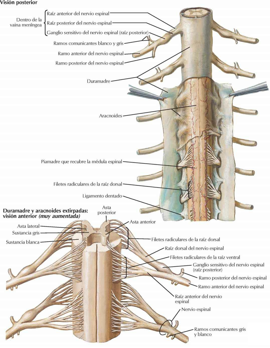 Meninges y raíces nerviosas espinales