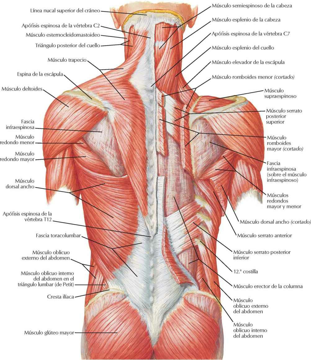 Músculos del dorso: planos
superficiales