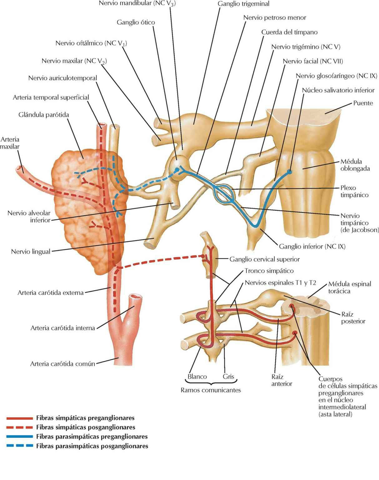 Anatomia Del Ganglio Otico Explicacion Sencilla Doovi Images