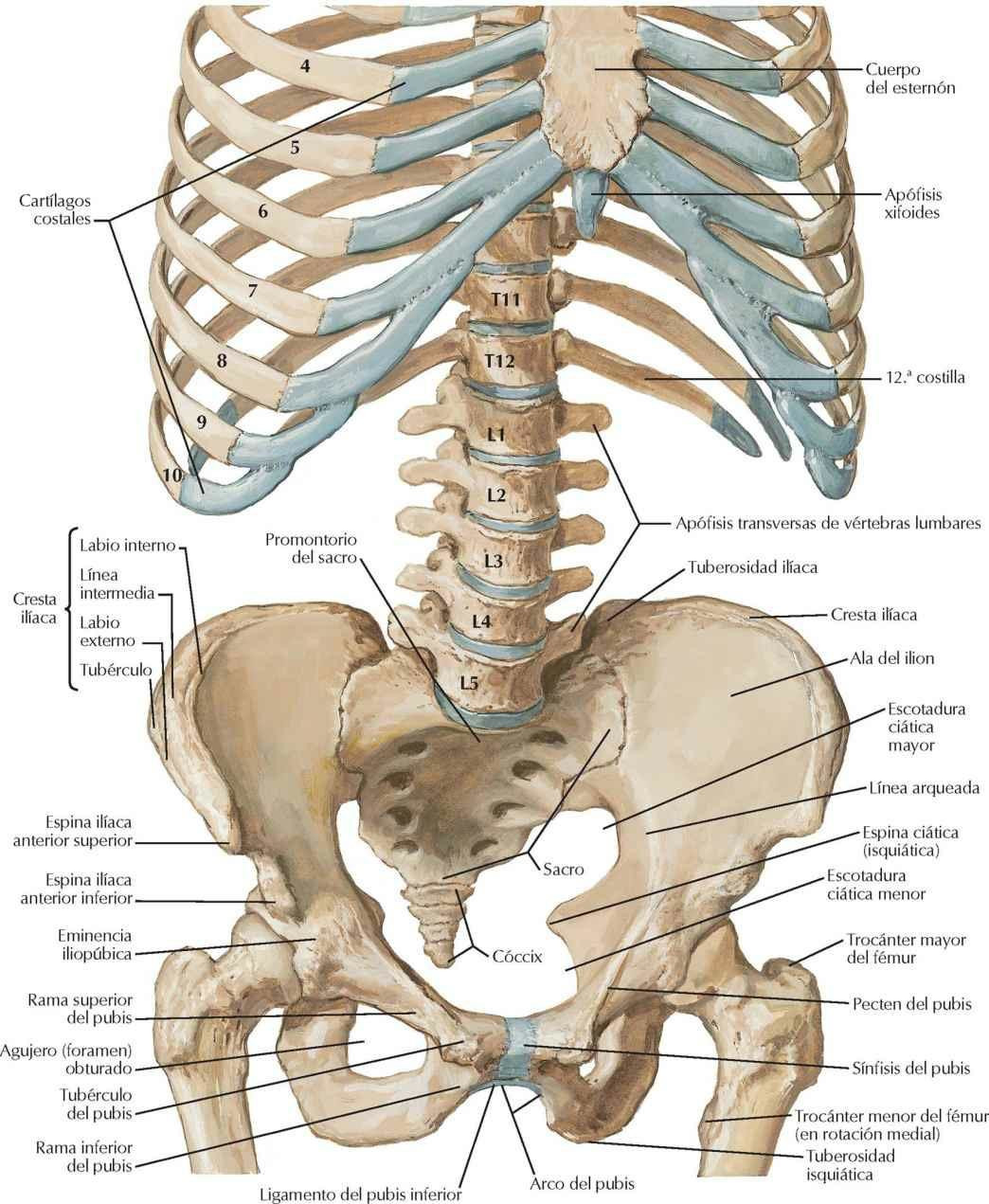 Esqueleto óseo del abdomen