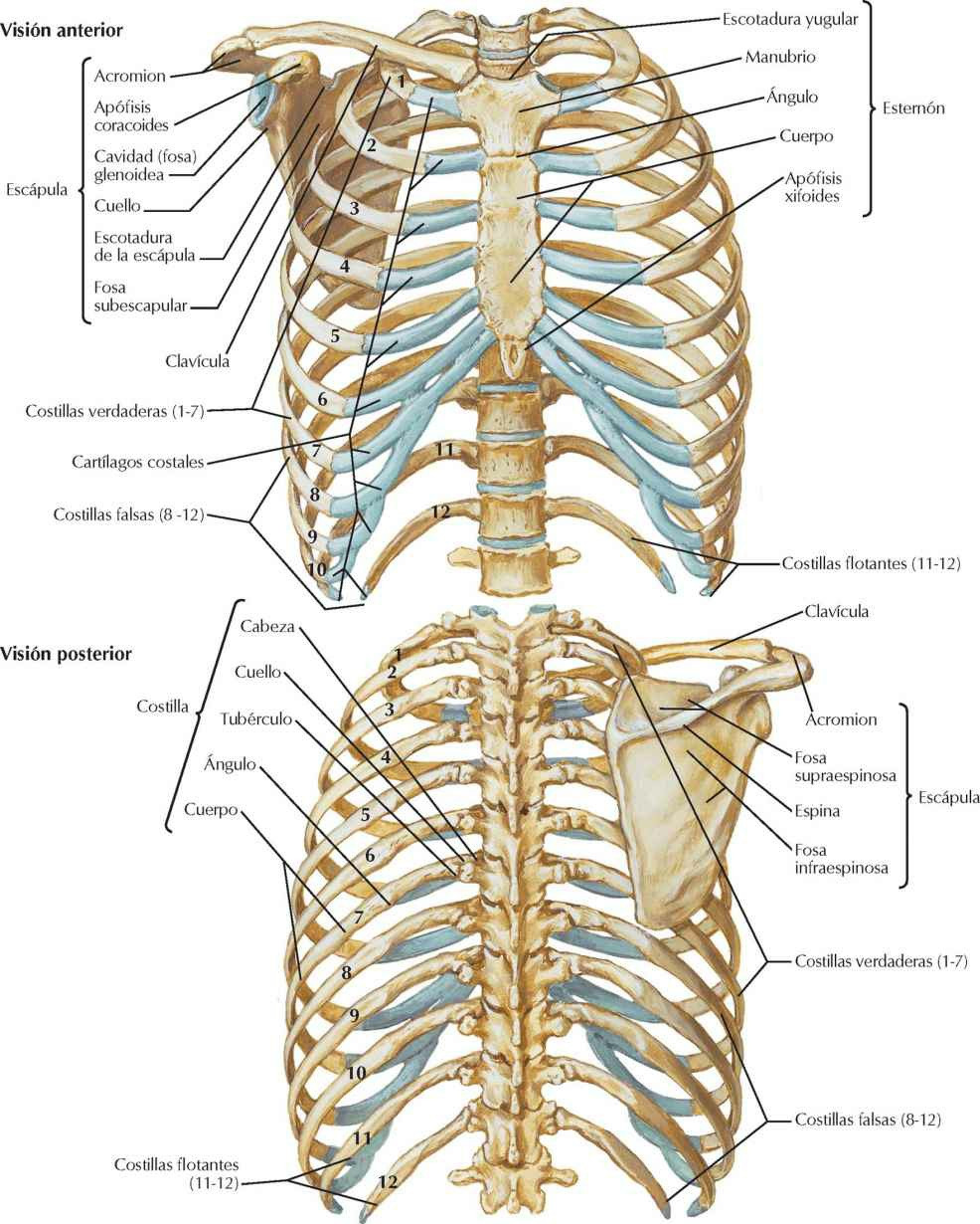 Esqueleto óseo del tórax
