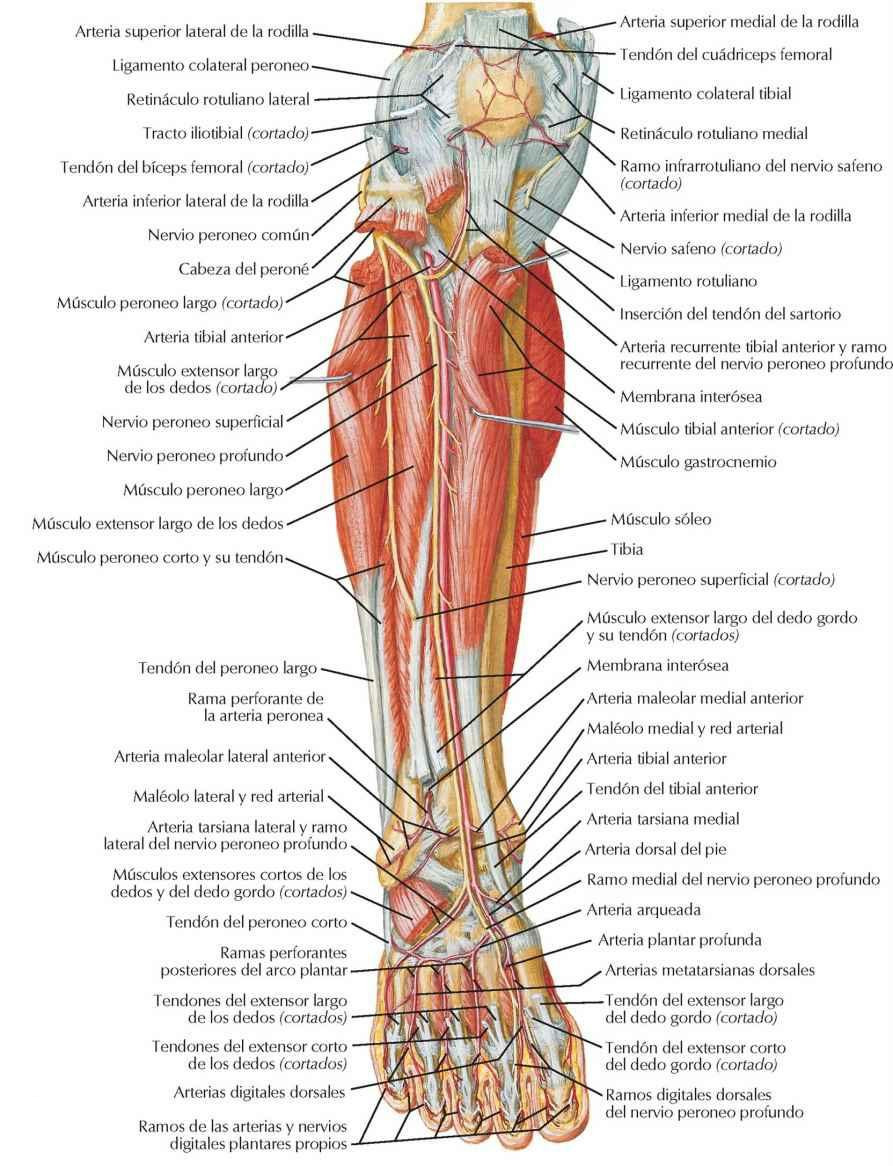 Músculos de la pierna (disección profunda): visión anterior