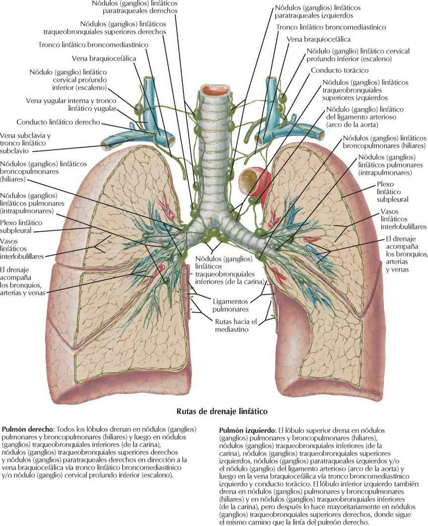 Vasos y nódulos (ganglios) linfáticos del pulmón