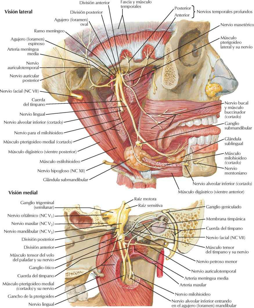 Nervio mandibular (NC V 3).