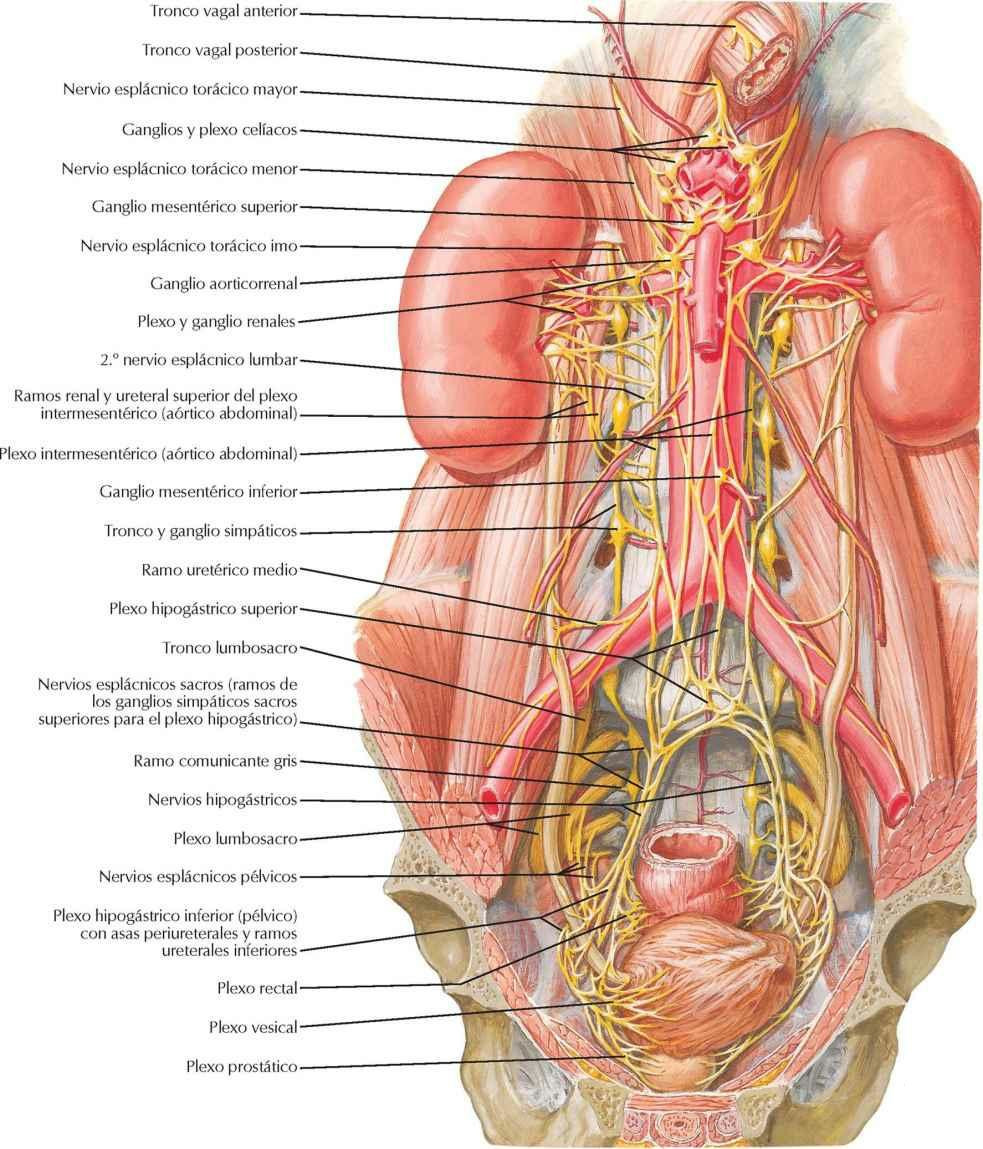 Nervios autónomos de riñones, uréteres y vejiga urinaria