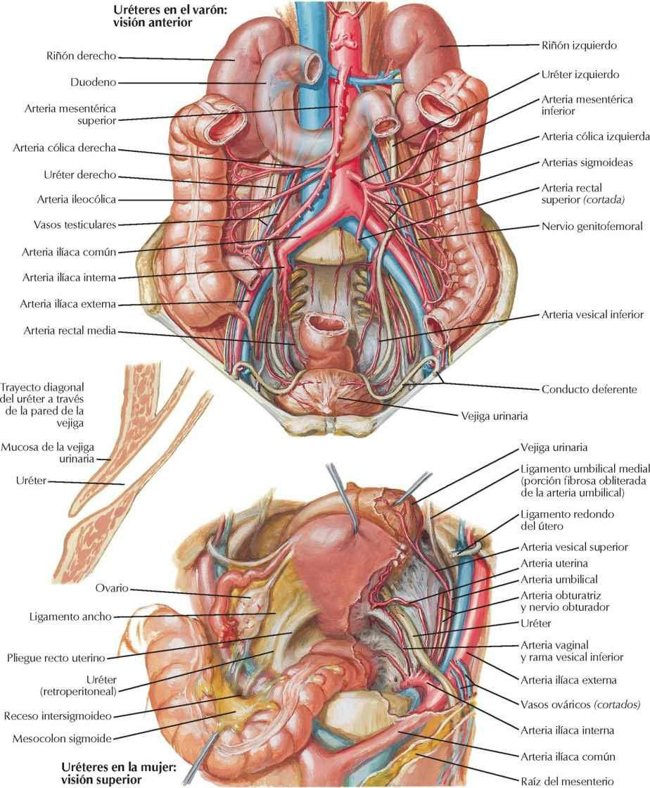 Uréteres en el abdomen y pelvis