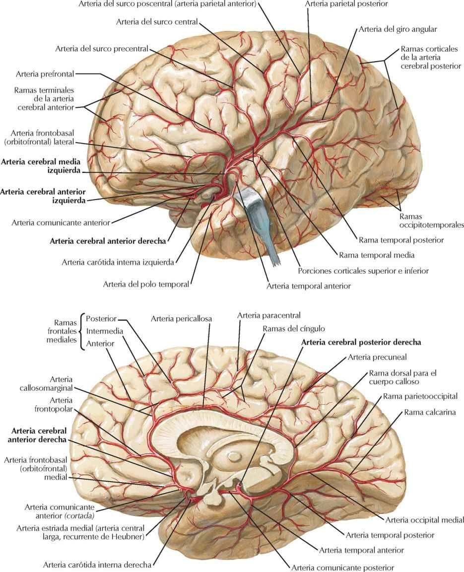 Arterias del encéfalo: visiones lateral y
medial.
