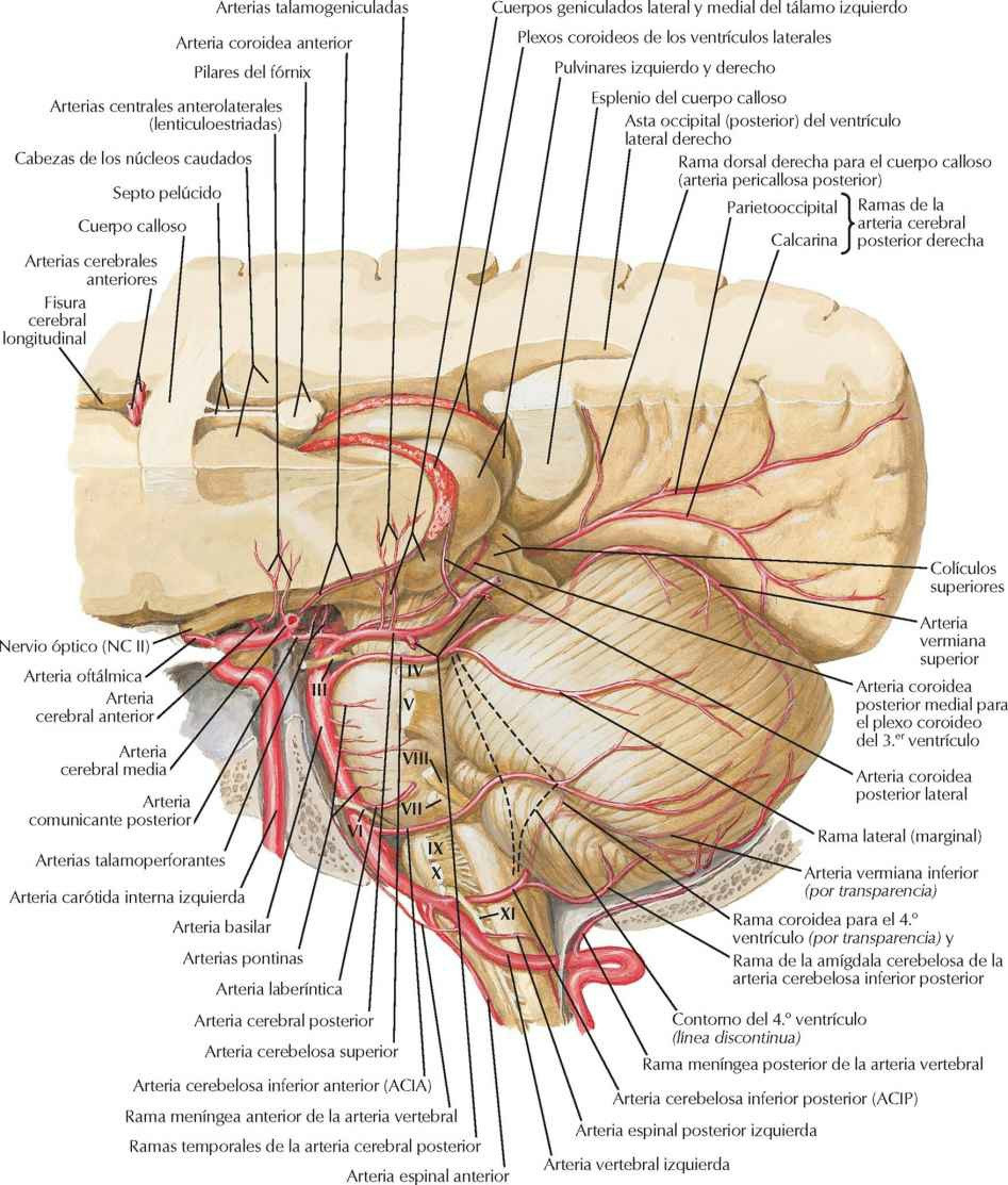 Arterias de la fosa craneal posterior.