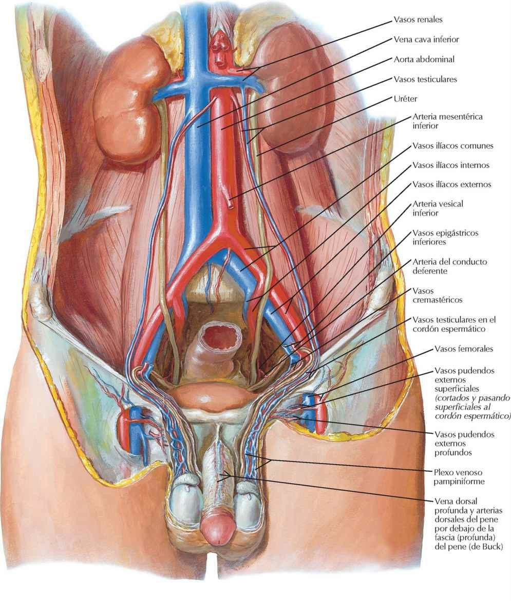 Arterias y venas del testículo: visión anterior