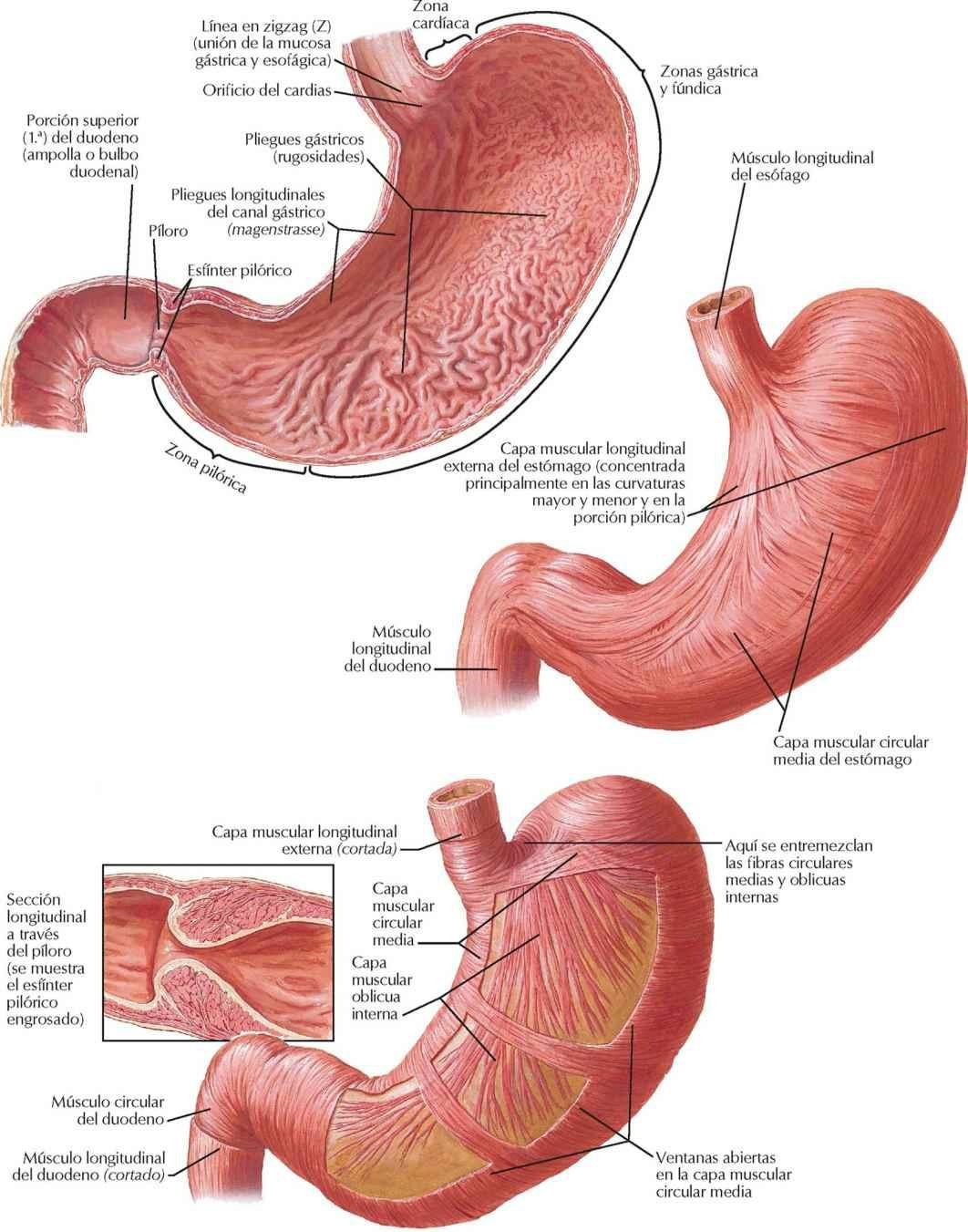 Mucosa del estómago