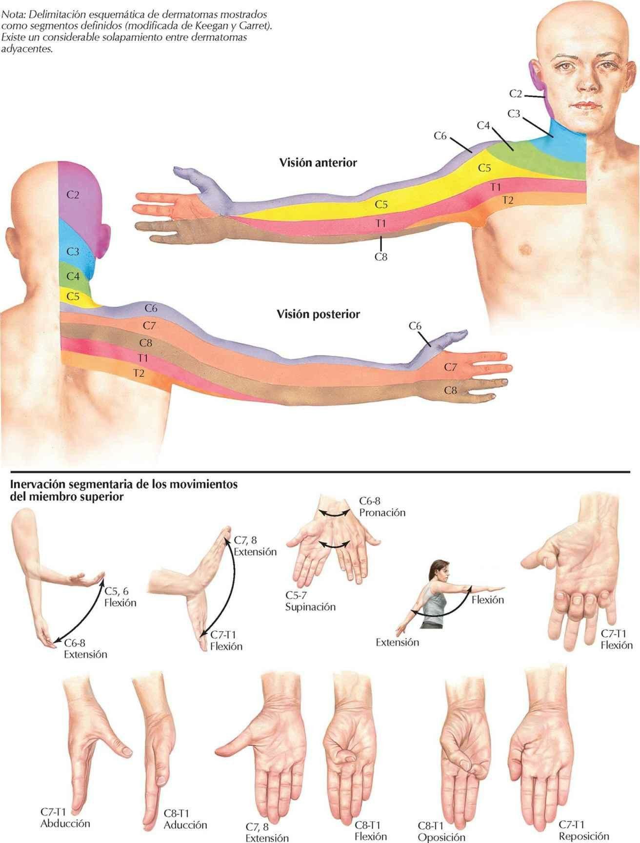 Anatomía de la Piel del Miembro Superior Enfermería