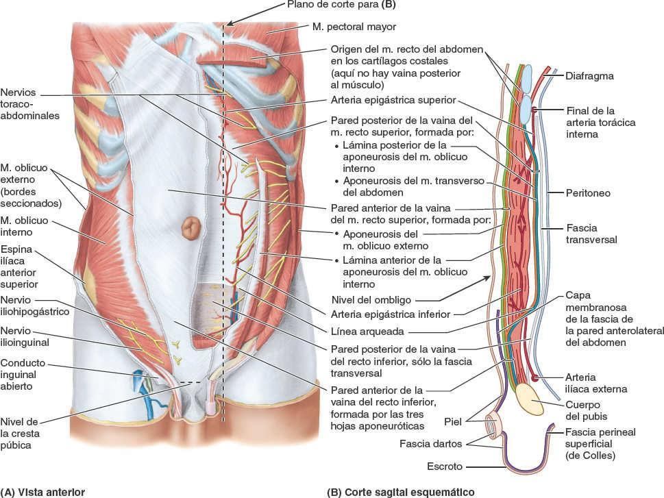 Parte baja del abdomen