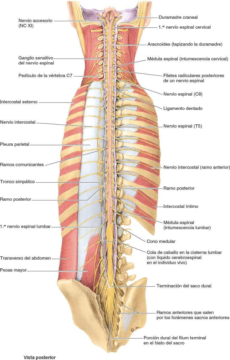 05 Contenido Del Conducto Vertebral Enfermer a