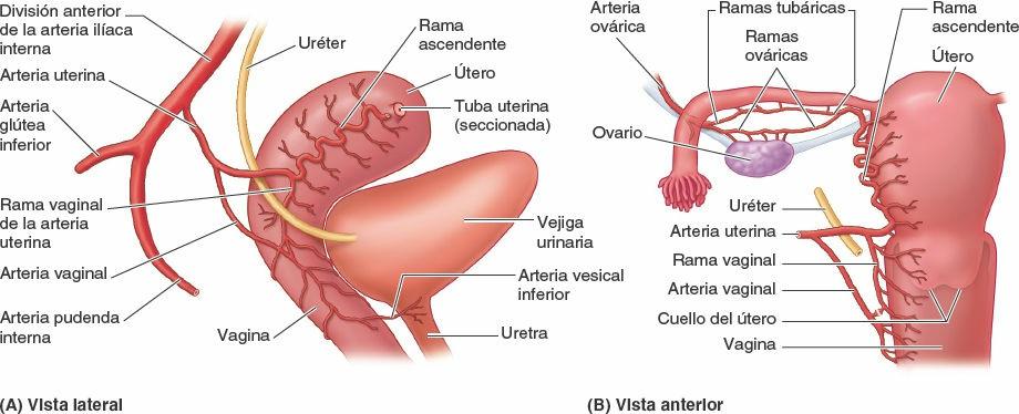 Analitica reserva ovarica