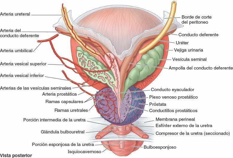 irrigacion e inervacion de la prostata)