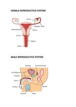 Reproductive System