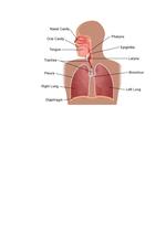 Respiratory System