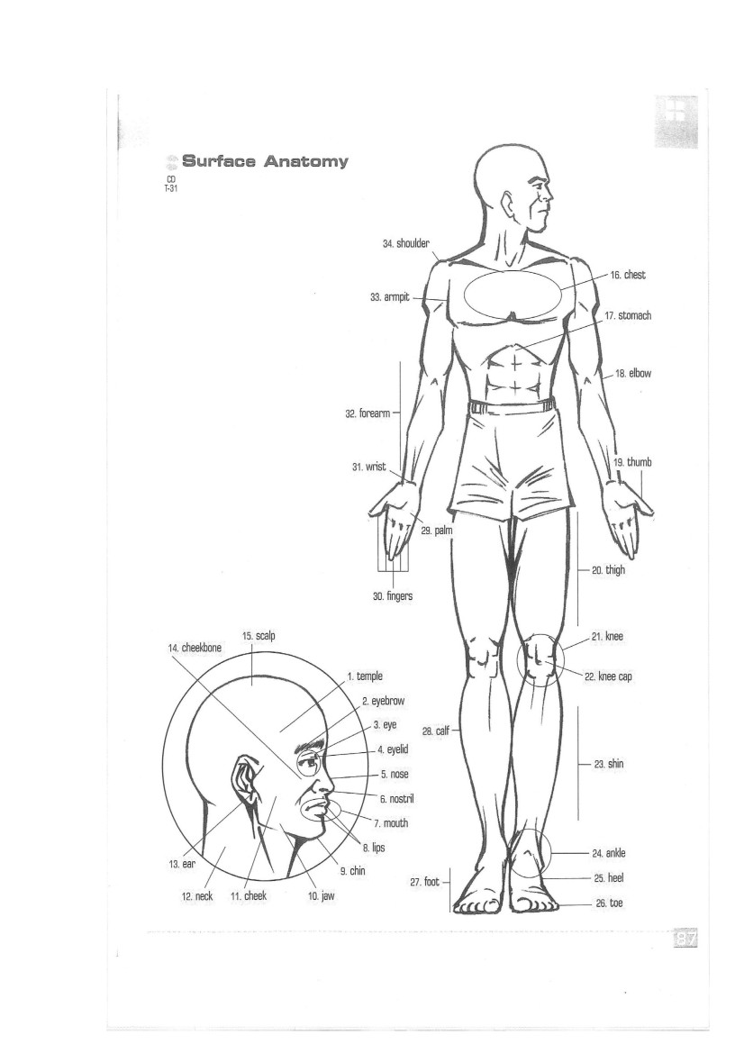 Surface Anatomy Poster