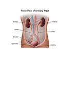 Urinary System