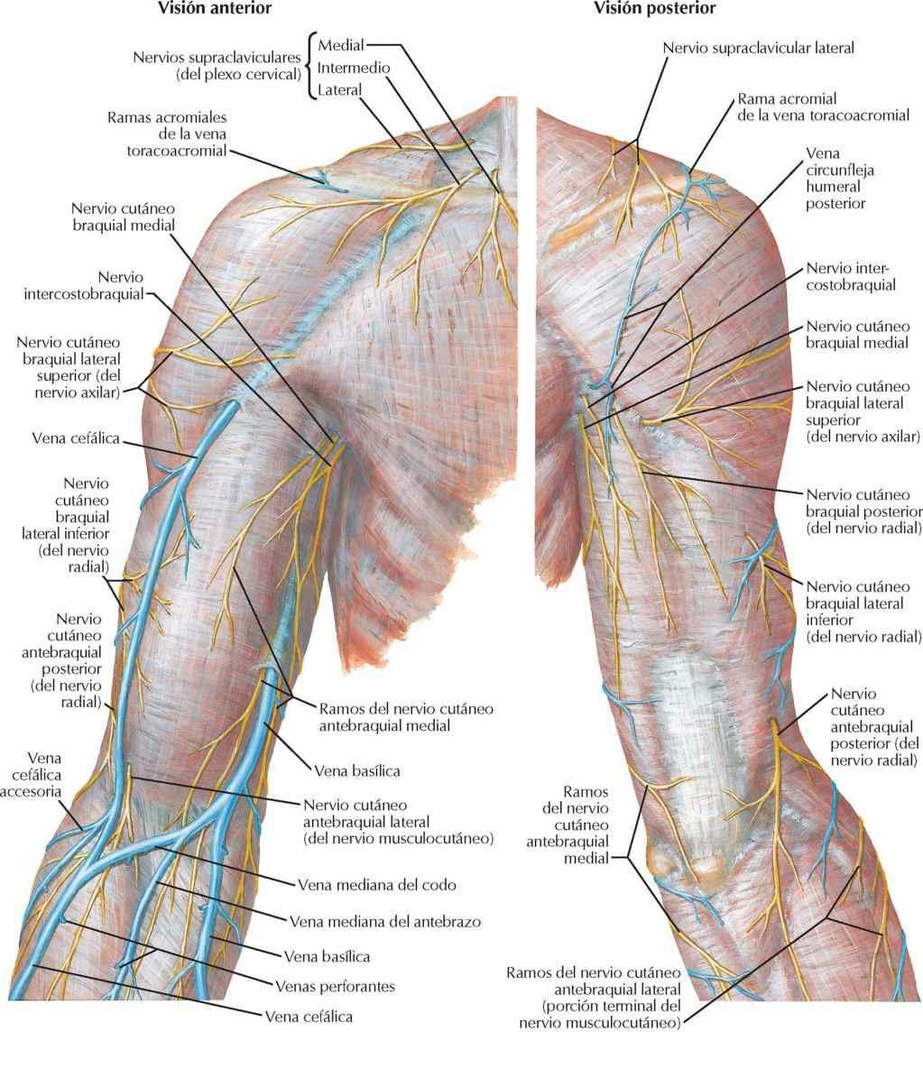 Nervios cutáneos y venas superficiales de la porción proximal del miembro superior