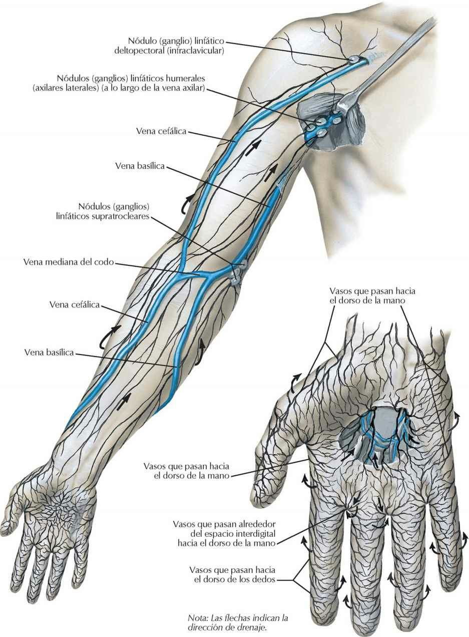 Vasos y nódulos (ganglios) linfáticos del miembro superior