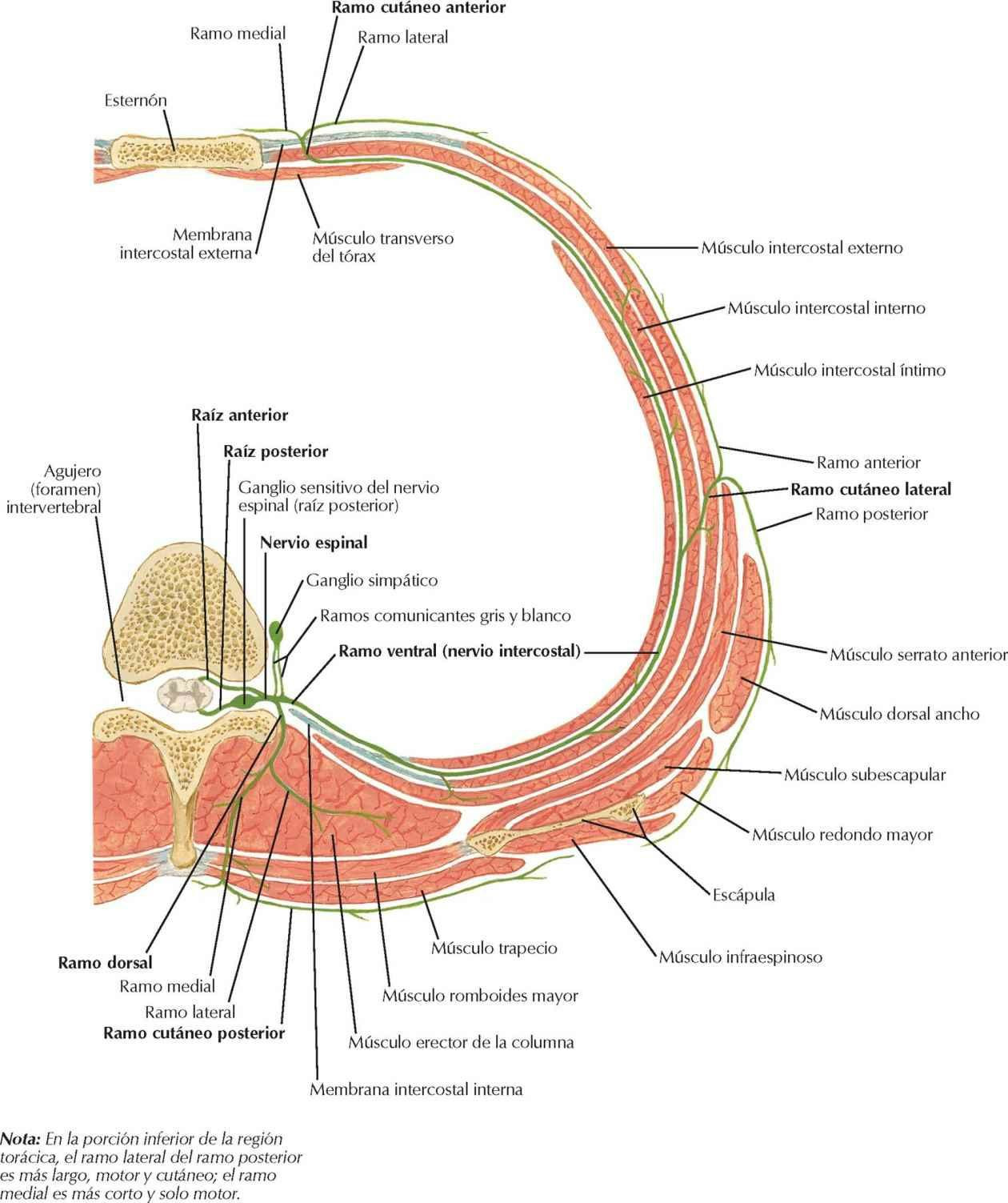 Nervio espinal torácico típico: sección transversal