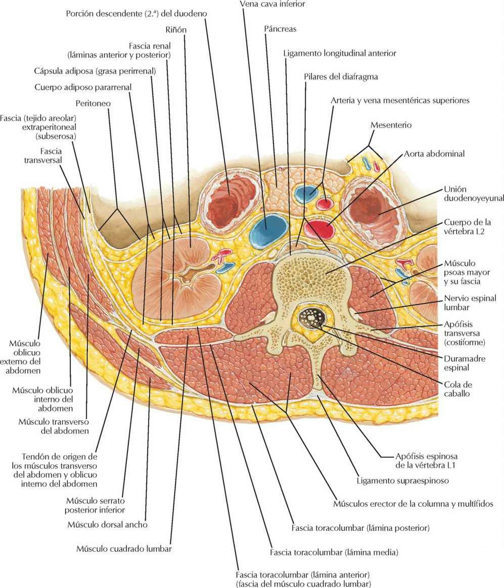 Región lumbar del dorso: sección transversal