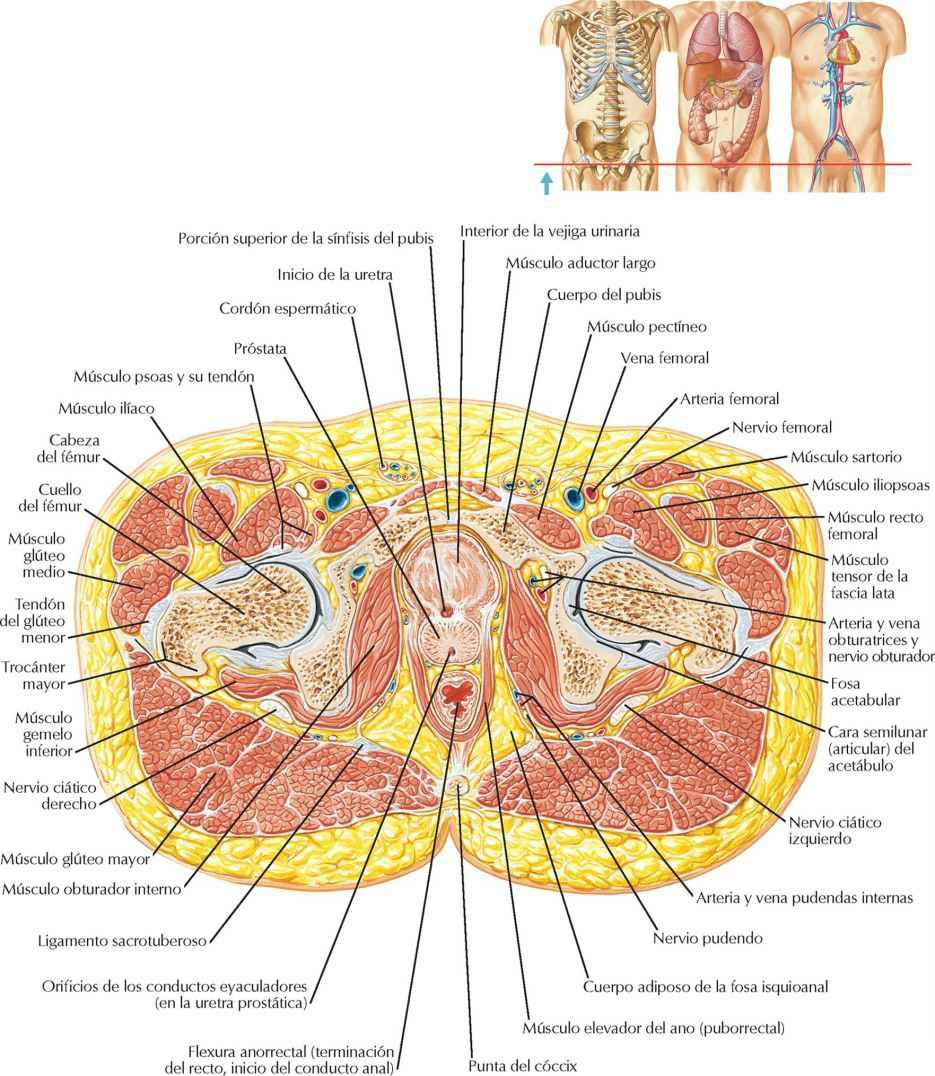 Pelvis masculina: sección transversal de la unión vesicoprostática
