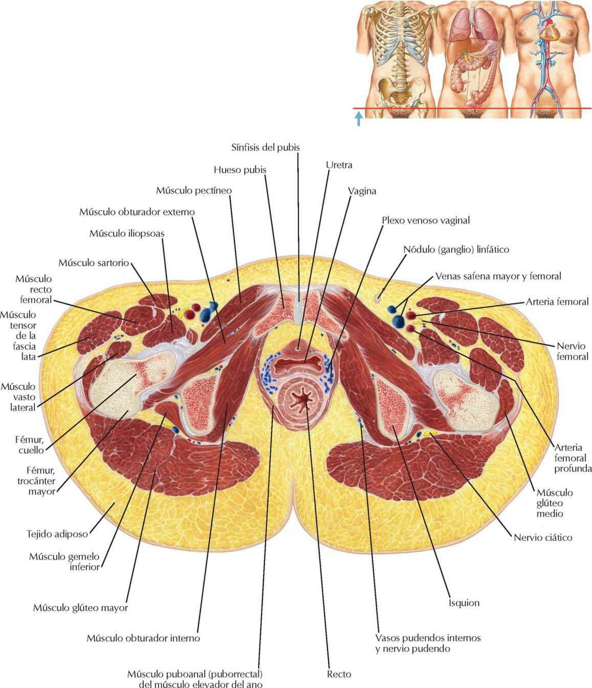 Pelvis femenina: sección transversal de la vagina y la uretra