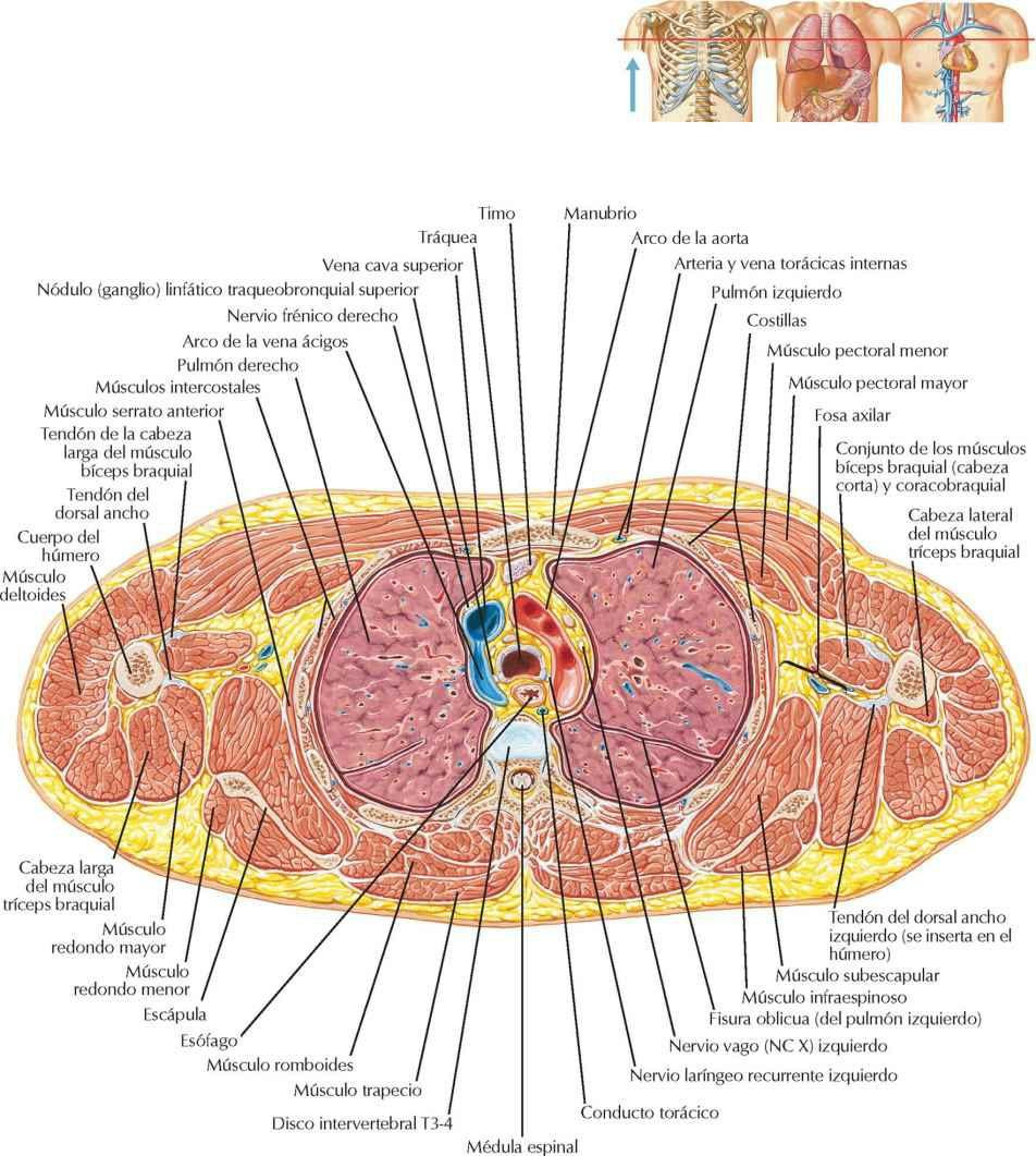 Sección transversal del tórax a nivel del disco intervertebral T3-4
