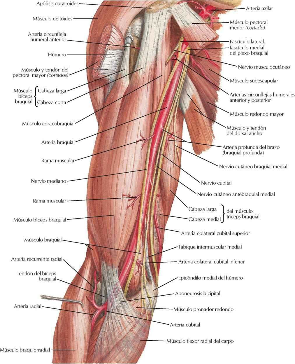 Arteria braquial in situ
