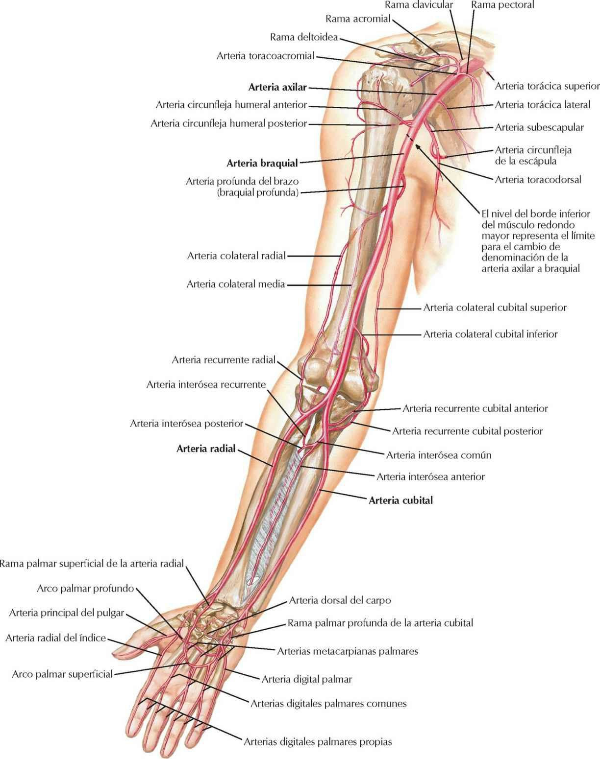 Arterias del brazo, antebrazo y mano