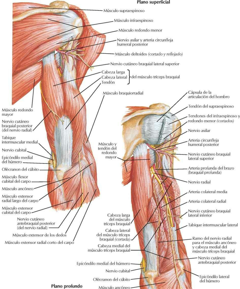 Músculos del brazo: visiones posteriores