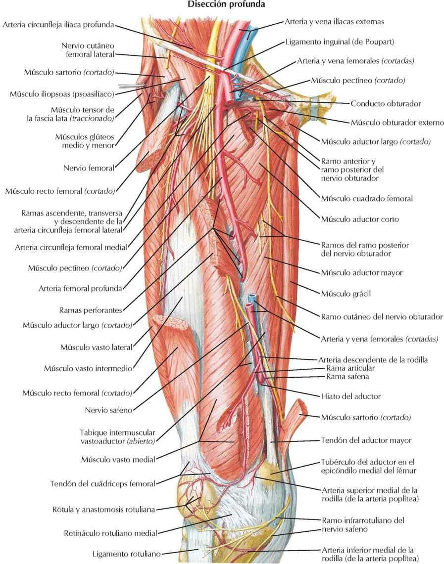 Arterias y nervios del muslo: visiones anteriores (y 2)