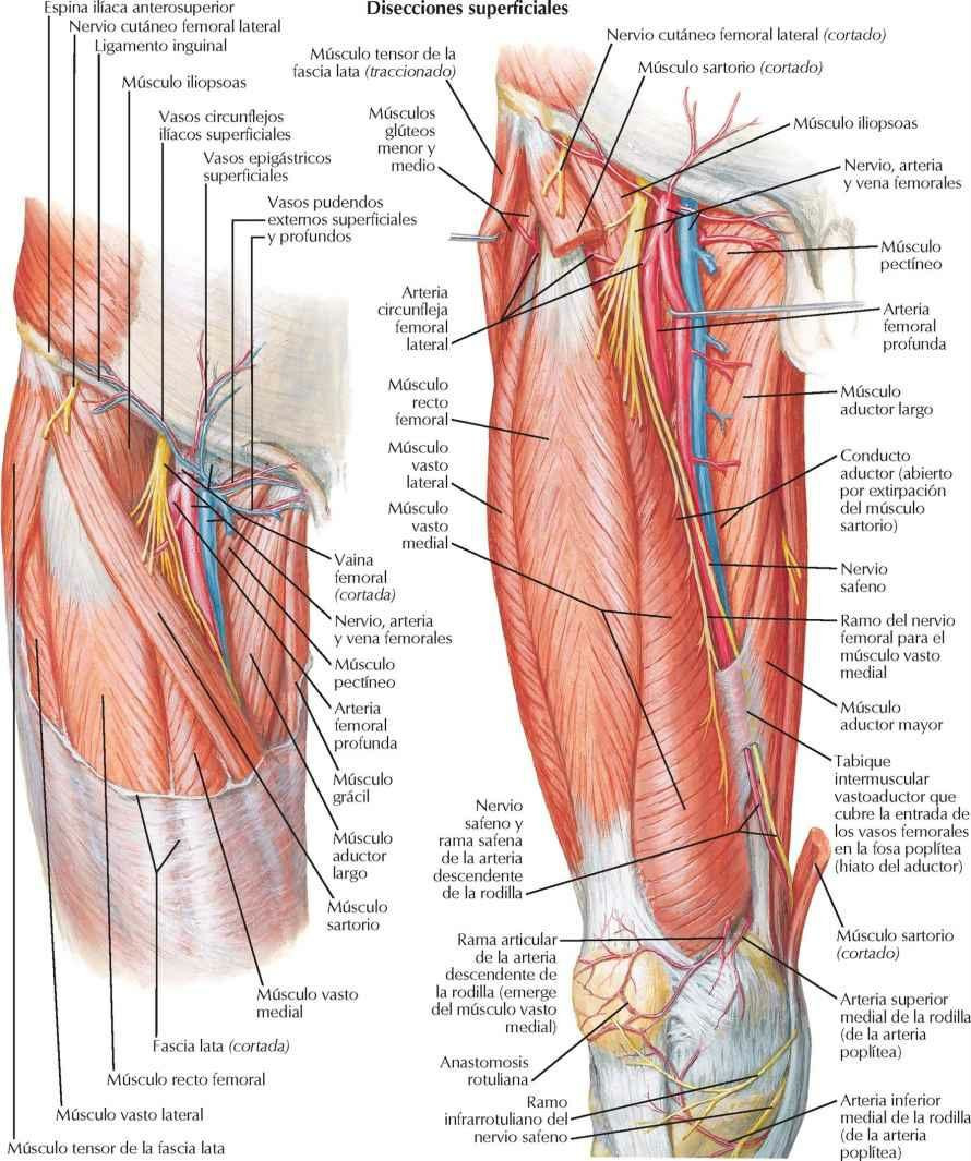 Arterias y nervios del muslo: visiones anteriores
