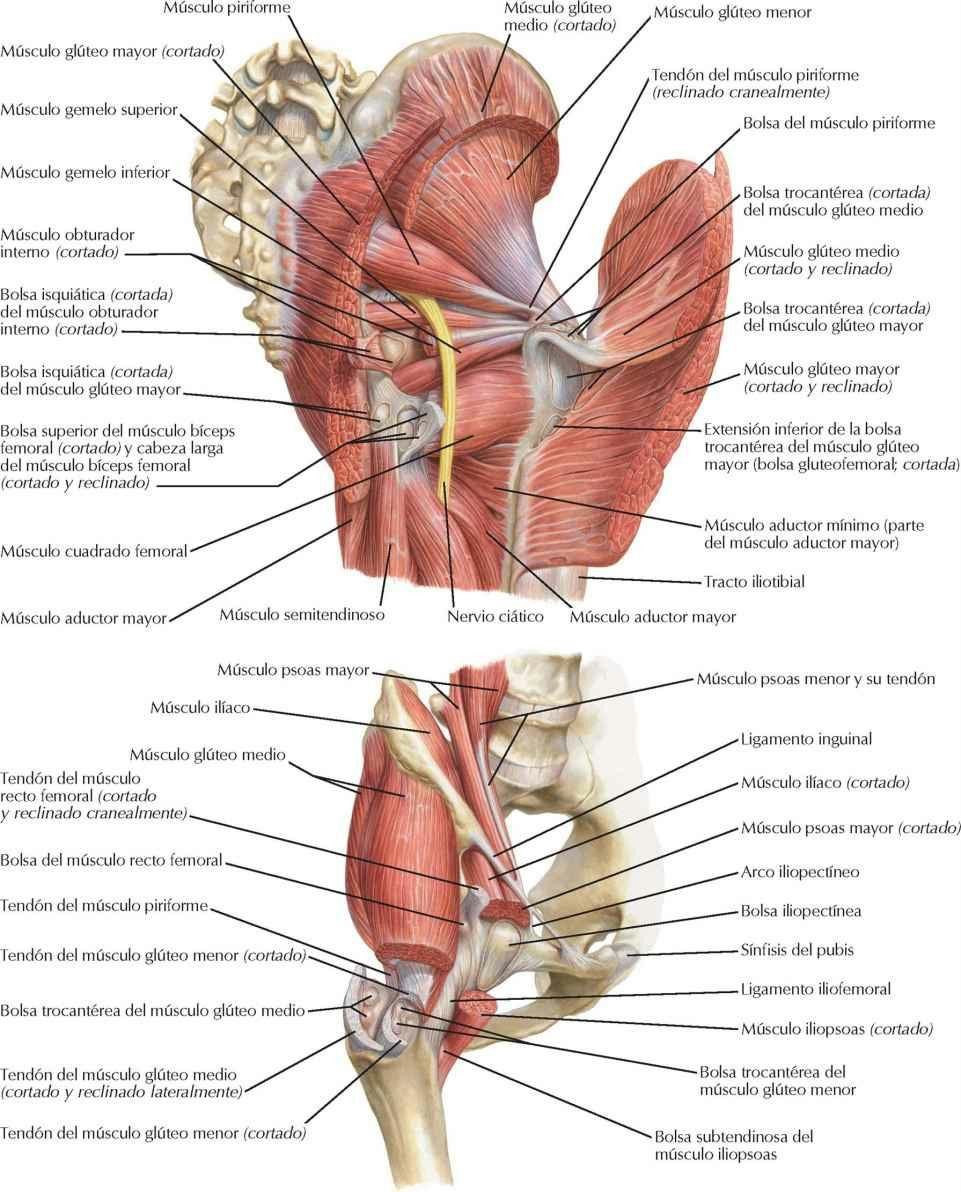 Bolsas (sinoviales) de la cadera: visiones posterior y anterolateral