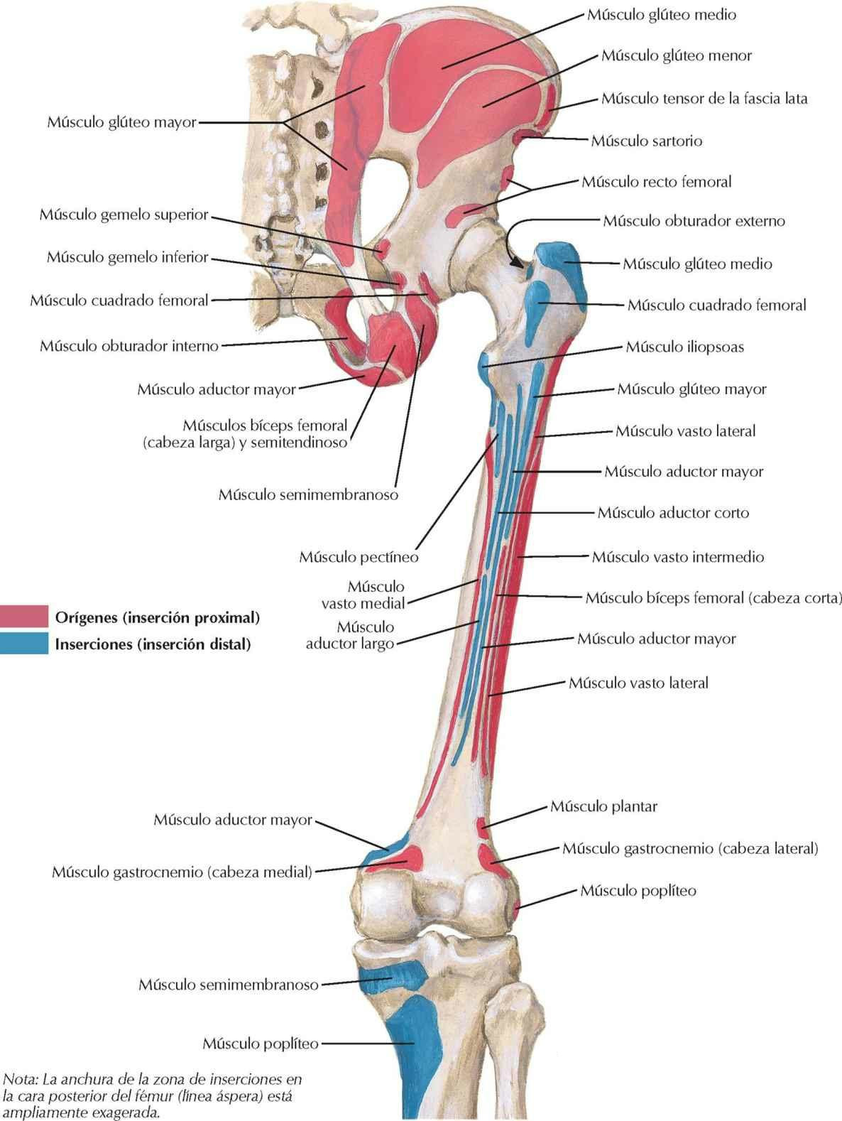 Inserciones óseas de los músculos de cadera y muslo: visión posterior
