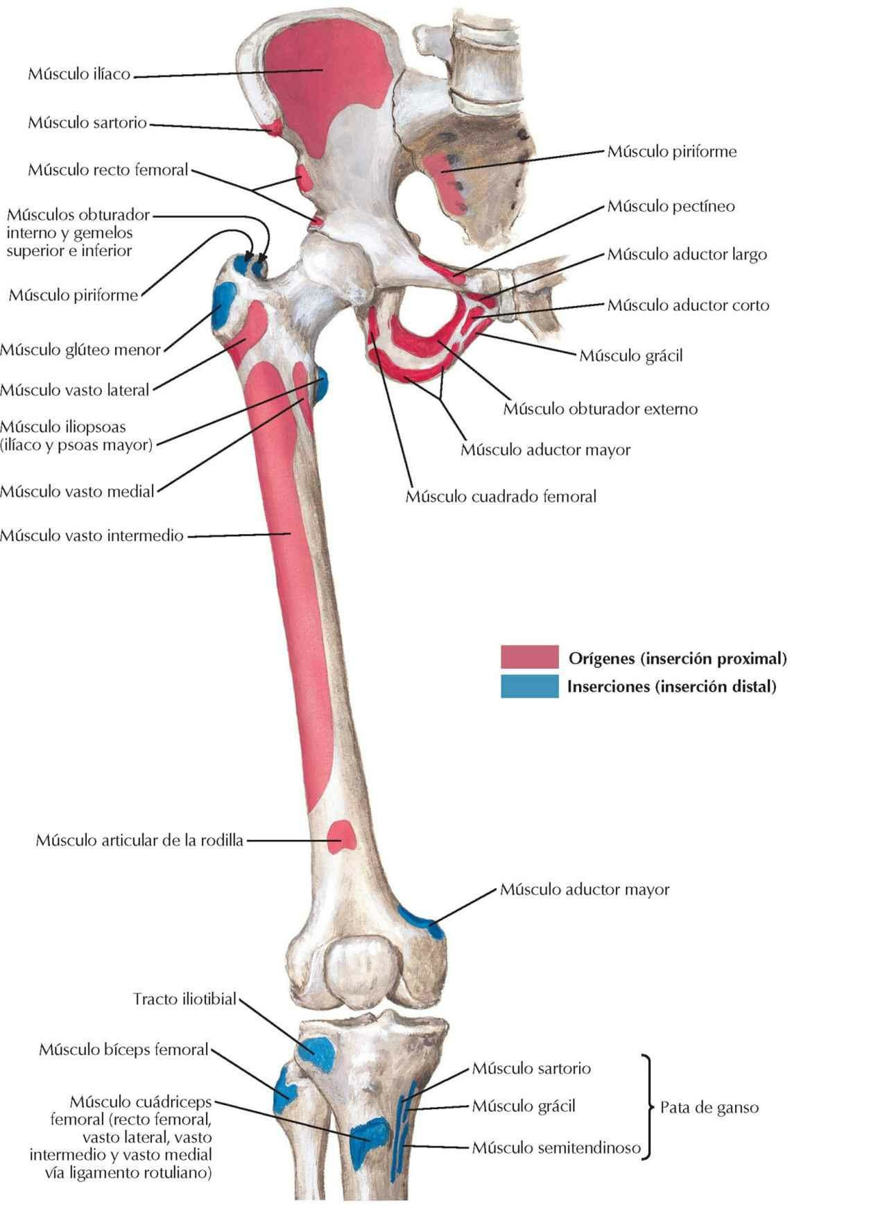 Inserciones óseas de los músculos de cadera y muslo: visión anterior